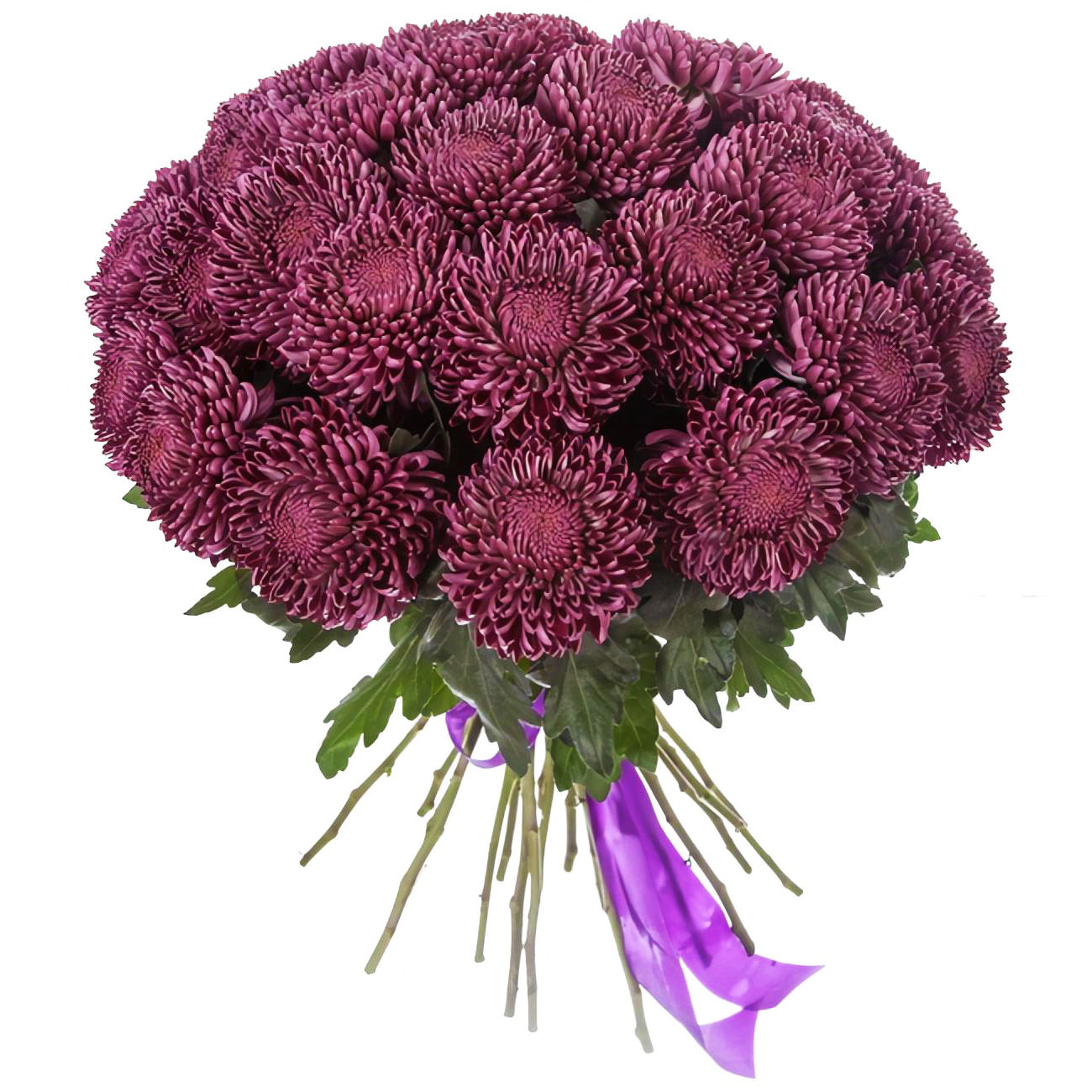 Хризантема одноголовая Bigoudi Purple